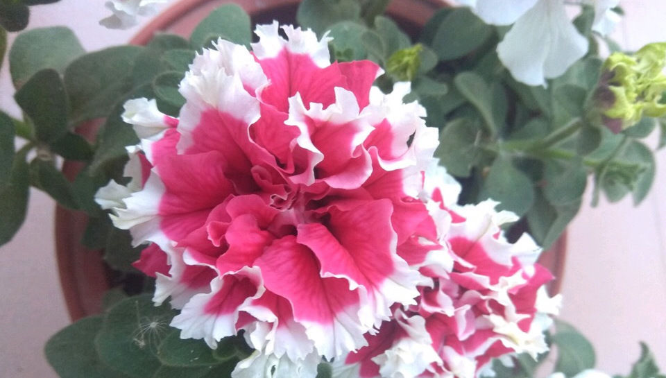  #不难#天气热养花也不难,这4种花“不怕太阳晒”,气温高反而长势旺...