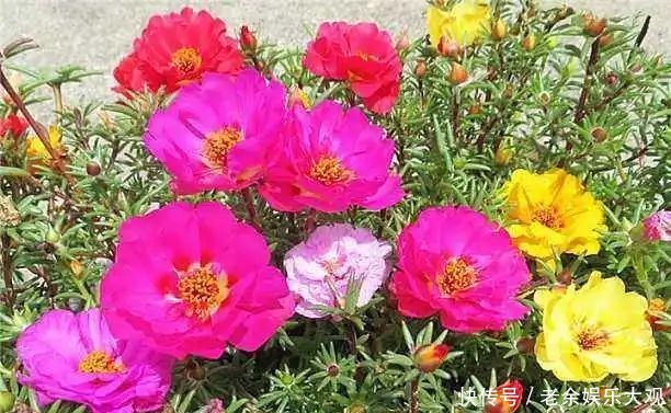  『适合』这几种便宜又好养的花草，养一盆天天有花赏，最适合新手