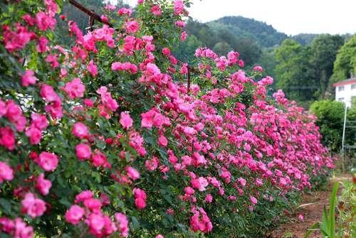 这个地方的月季花墙美美哒，就等你来免费赏!