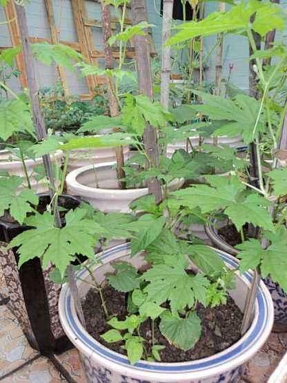  西红柿：这几种蔬菜，种在花盆里，一年四季吃不完的菜，真好