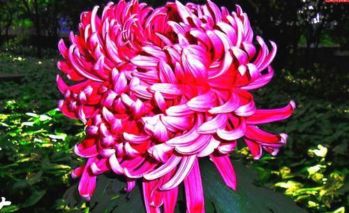  [妩媚]喜欢菊花，就养盆“菊中珍品”晓妆方罢，似紫玉蝴蝶，妩媚妖娆！