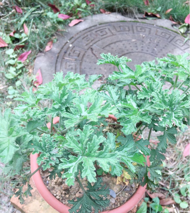  猪笼草■一个房间一盆花，清新驱蚊虫，夜夜睡得香