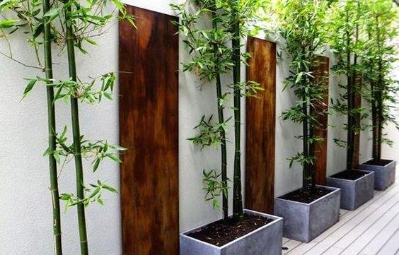 庭院竹子50张图告诉你，花园里种竹子有多高大上，气质瞬间提升