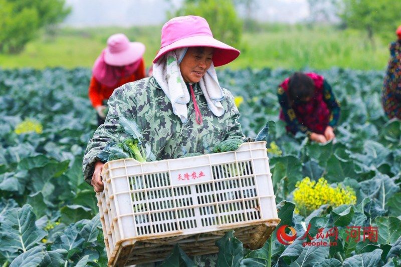  『蔬菜』河南光山:蔬菜种植保证市场供应