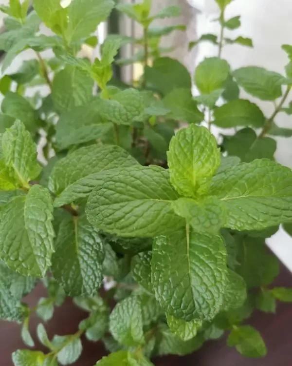 猪笼草|一个房间一盆花,清新驱蚊虫