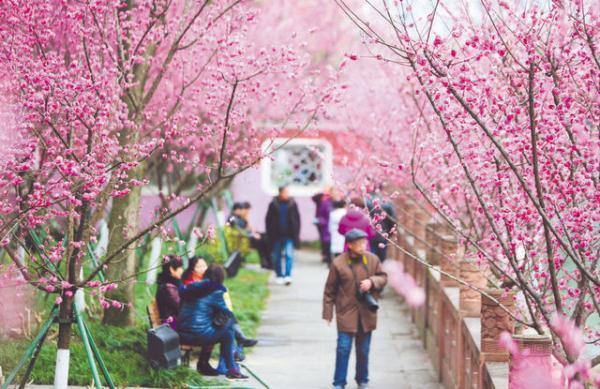 成都：城里城外 尽享“鲜花盛宴”