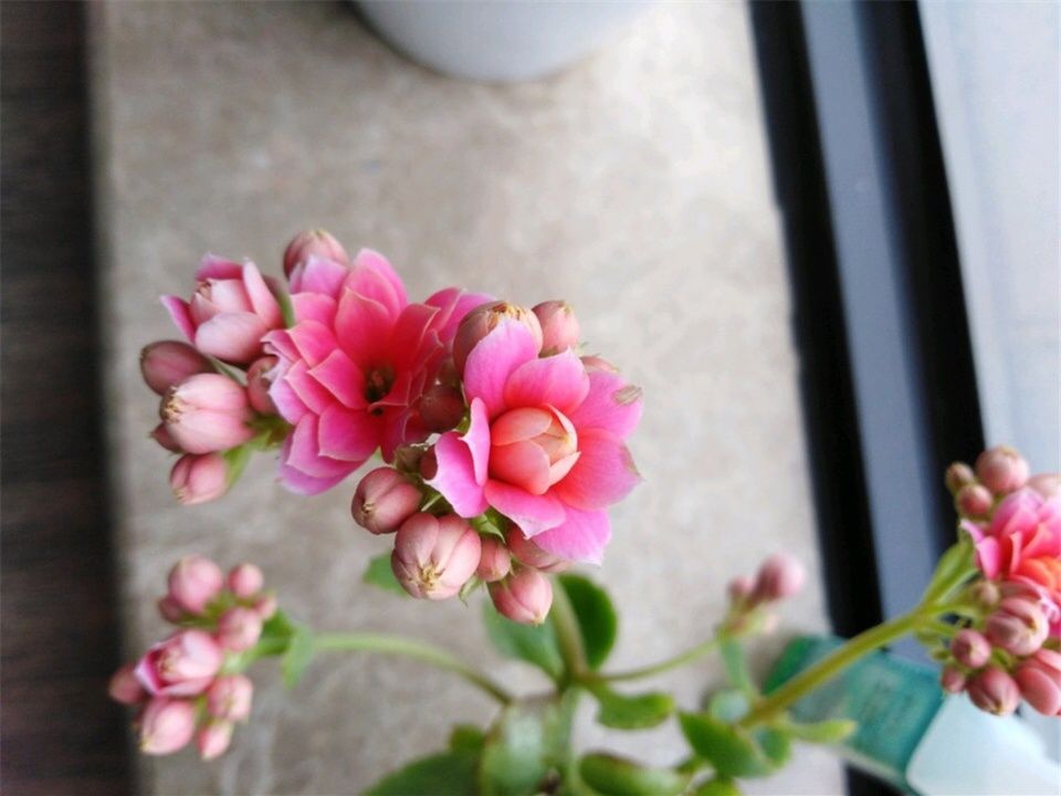 长寿花养成“5头龙”，养护学2招，1招促花，1招控制花期!