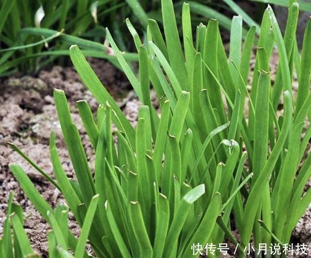  [种菜]2种菜，在阳台、院子里种一些，以后不用播种，年年都有收获