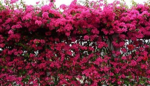老桩@1种花树,越养越贵,花团锦簇,几年长成老桩树,给多少钱都不卖