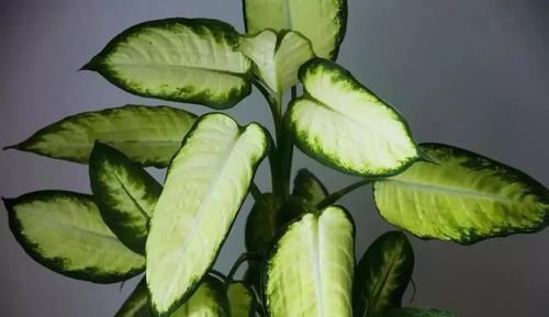  「阴凉处」几种好看的室内盆栽观叶植物，都可以摆室内阴凉处养