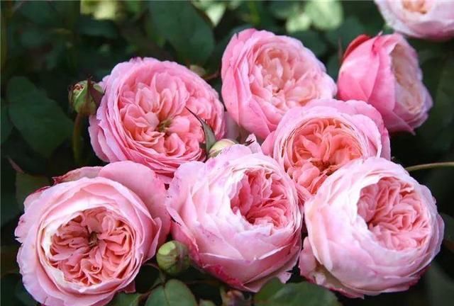  「誉为」此花被誉为百花之王，姿态不输牡丹玫瑰，还对健康有很大帮助