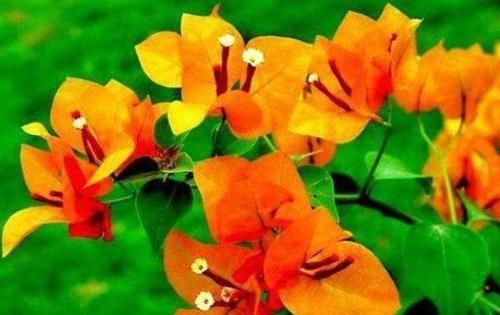  『机器』喜欢三角梅，不如养盆“开花机器”柠檬黄三角梅，开花优雅醉人