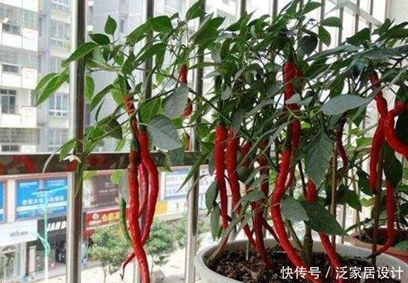  「吃不完」塑料袋子别扔了，像奶奶一样种“辣椒”，一棵结五六