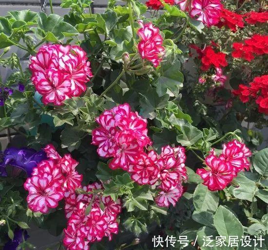 每种■110种天竺葵,每种都超美,看看你认识多少种?