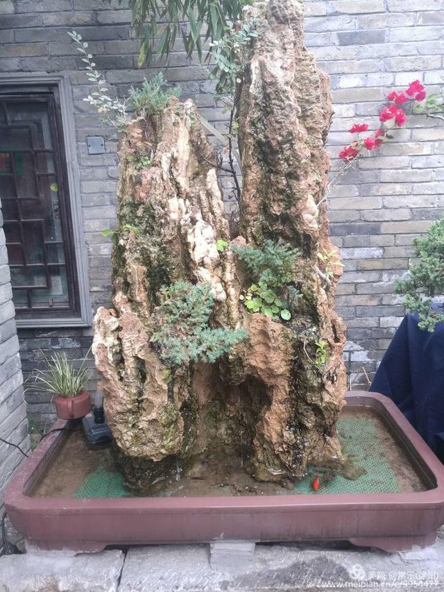 #盆协#徐州收藏家协会(盆景协会和铁路盆协)回龙窝微型盆景