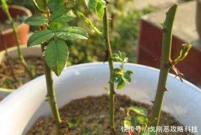 『玫瑰』玫瑰枝条怎么生根