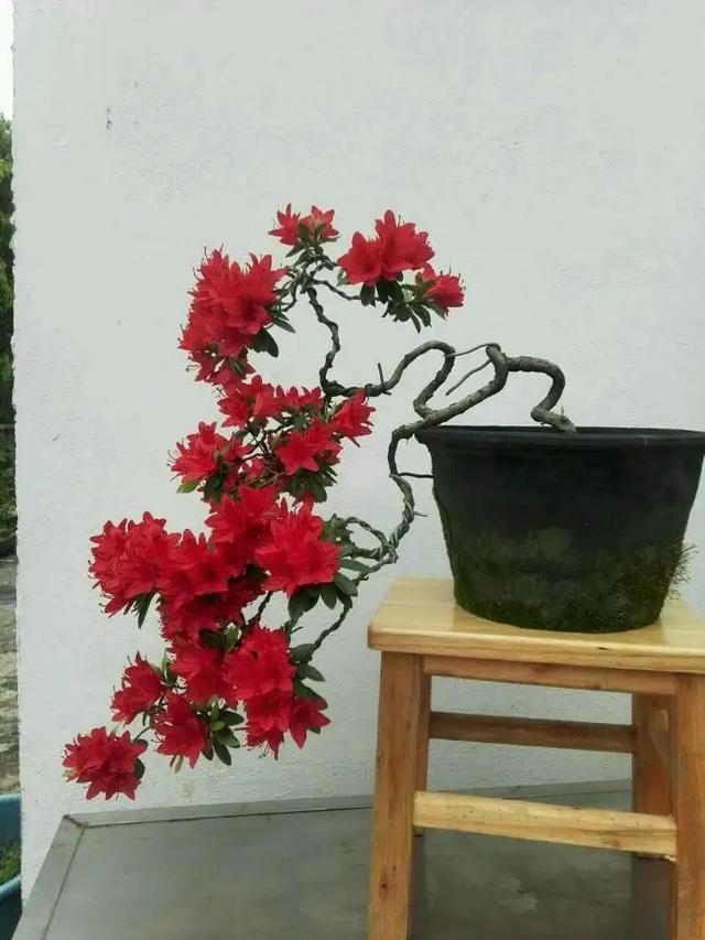  『新芽』夏鹃洗根神作，高压水枪伺候，用上杜鹃发根神土，秋季新芽使劲窜
