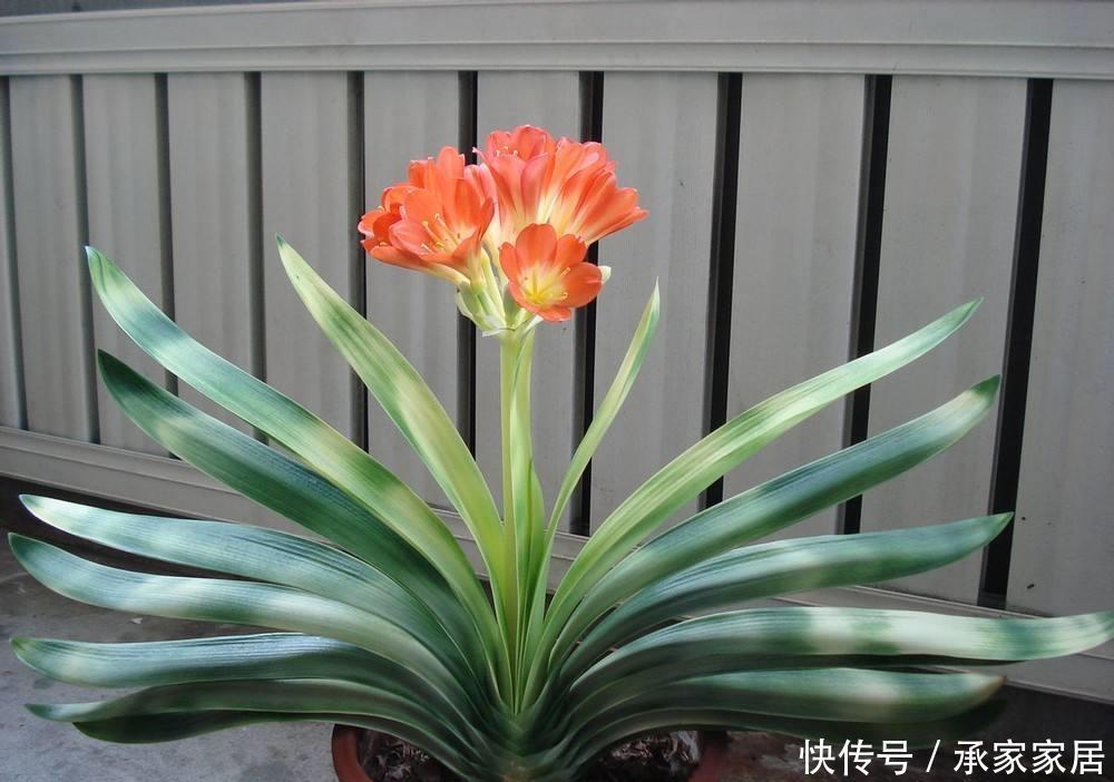『适合』3种常见的花卉盆栽,也是净化空气的小能手,最适合养在家里