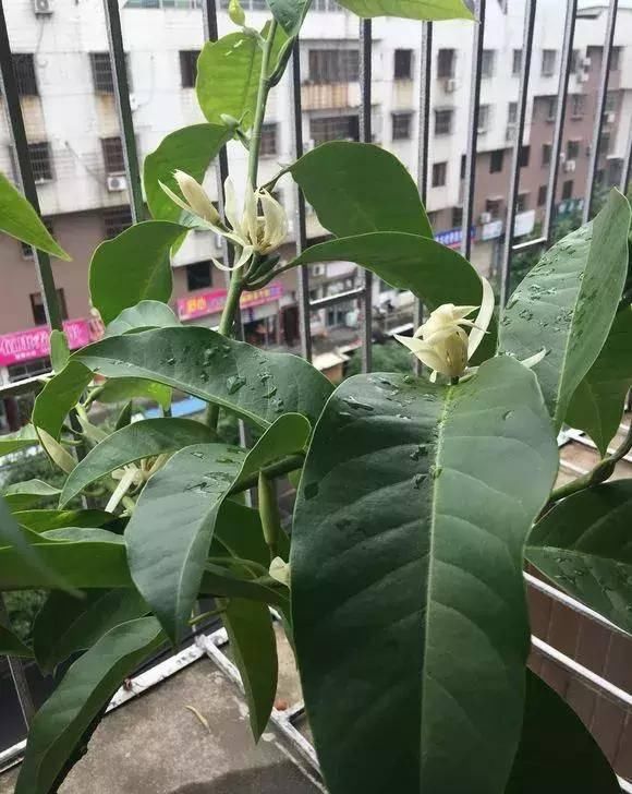  观赏价值：养花就养这几种，又香又杀菌！养几盆家人少生病！