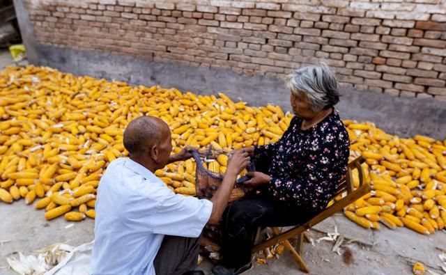  【玉米】提个醒：又到收玉米时候了，农民在地里卖玉米提防地秤