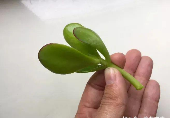  [植物的侧芽]轻松繁殖多肉植物的三种方法，不要觉得养多肉有多难