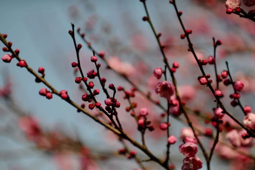 风景 | 壁纸福利！一大波梅花美图等你接收，周末去看正好！