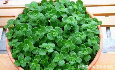  『真好玩』这种植物真好玩，越碰越香，摘片叶子砸一砸，还能熏蚊子
