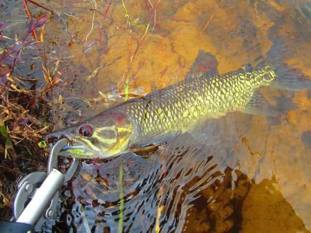  贪婪@新疆钓狗鱼，生性粗暴贪婪，一天可以吃掉和自己体重相当的