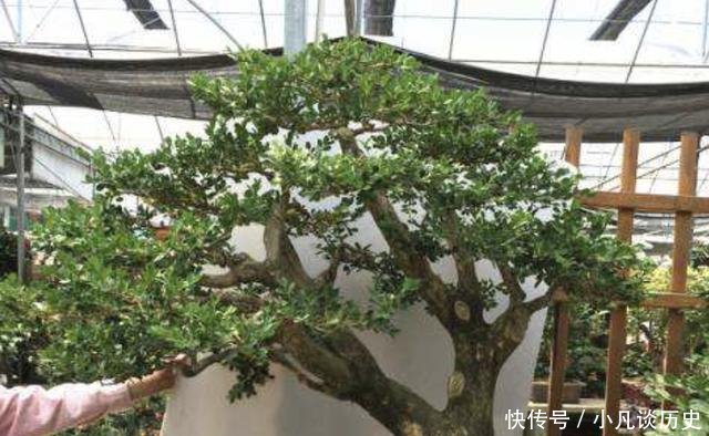 【值钱】夏天花卉怕热,那就养2种“盆景树”,摆家里有寓意,还值钱!