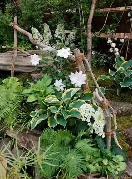  「养花」等我们年纪大了，回乡下，开辟院子，种菜养花