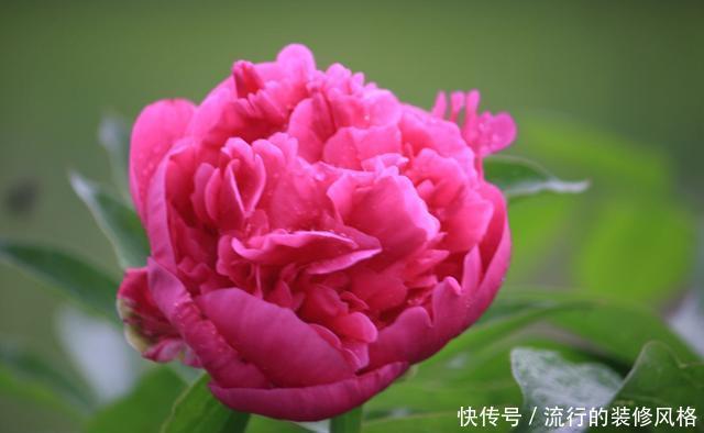 花朵|适合家养的3种花,花朵硕大抓人眼球,颜色鲜艳容易爆盆,美极了