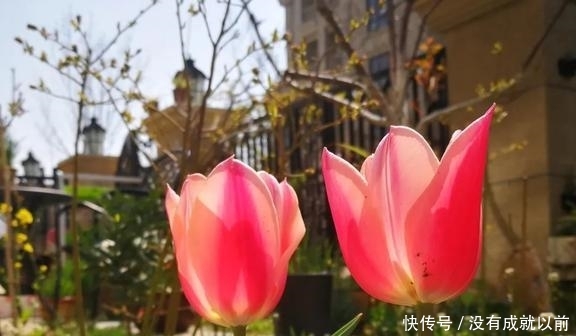  『福而摩沙』两年郁金香种植回顾