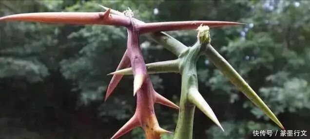 农村有种植物全身是刺，收购价都80块一斤，农民种植后致富