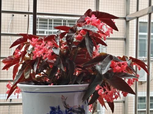  『花叶』这些植物不怕水，浇水越多越旺，花叶长满盆，花开绚丽多彩