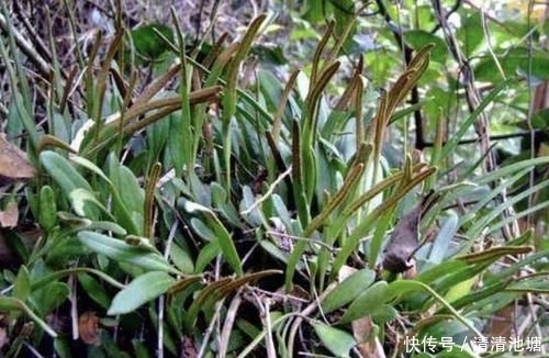  【湿润】在湿润的岩石上，看到1种“石苇”，请珍惜，并不是野草，珍贵！