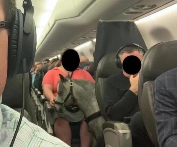 [座位]乘客们坐飞机出行，突然发现飞机上座位旁有匹小马，正在