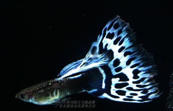  【均表现为】孔雀鱼太好繁殖啦，所以孔雀鱼的品种多到让你数不过来！