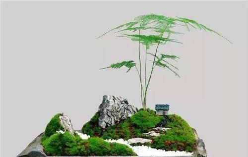 『株型』想要文竹养的好，三步要做到，叶子绿，株型美还能开出花来！