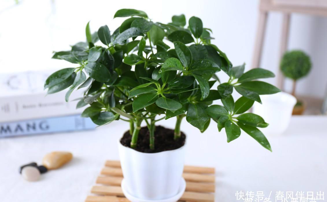  「木太」鸭脚木太好养，做好四点，叶片长满盆