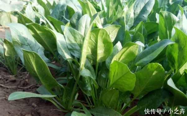 除了韭菜，农村割了还能长的蔬菜，吃都吃不完，很多人却不知道