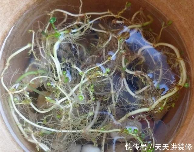  [图片作者]15种超级好养的花，不死鸟居然不是第一，“养花杀手”们试一试吧