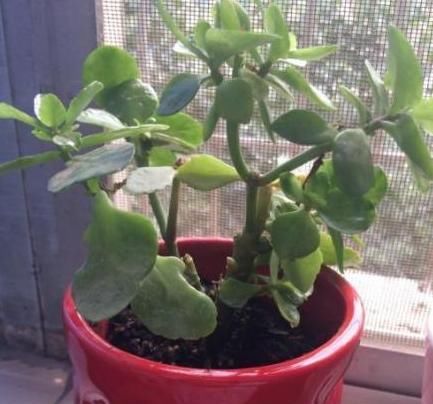  「花草中」这花号称“开花机器”,花多压弯枝,自家养的怎么开花越来越少?