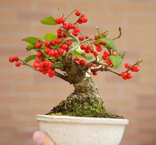 植物|大型盆景不喜欢?那就自制微型盆景,放在手上把玩,真好看