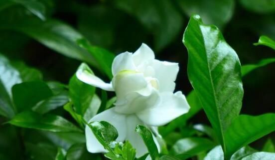 「花期」栀子花花期在什么时候