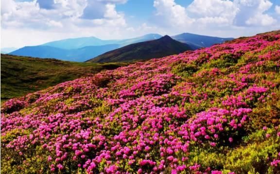  【花中】中国10大名花，哪个是你的最爱？