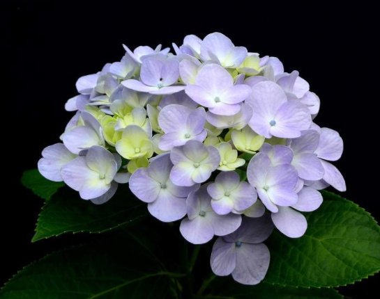 「旺盛」趁雨季的到来,这些植物搬出去淋淋雨,生长越旺盛,花朵鲜艳芳香