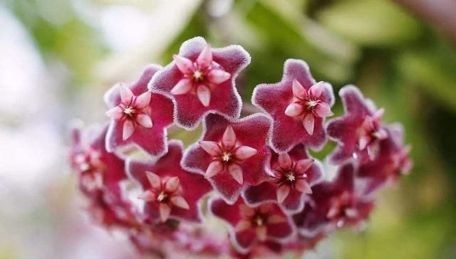  「蓝雪花」你的阳台离小花园差这3种花，种上后，给你带来不一样的生活感受