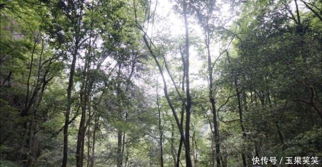 山西境内的张家界，景色不输张家界，至今不收取门票