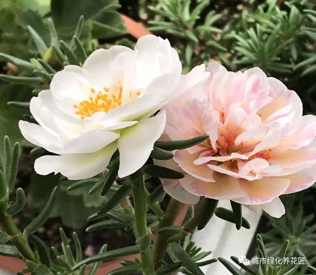  盆栽|太阳花盆栽防徒长开花爆盆小技巧，2个重点不要忽略，虐待易开花