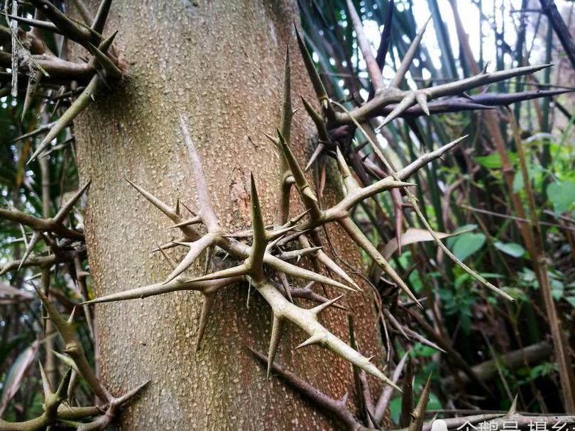 乡村一种树上生长的刺，却是一味中药材，您可认识
